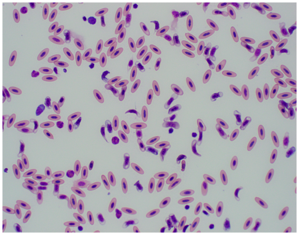 clinical avian pathology services