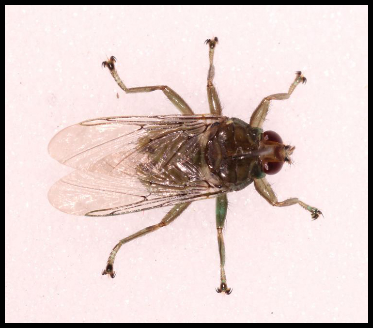 Bird Of Prey Parasites, Louse Flies
