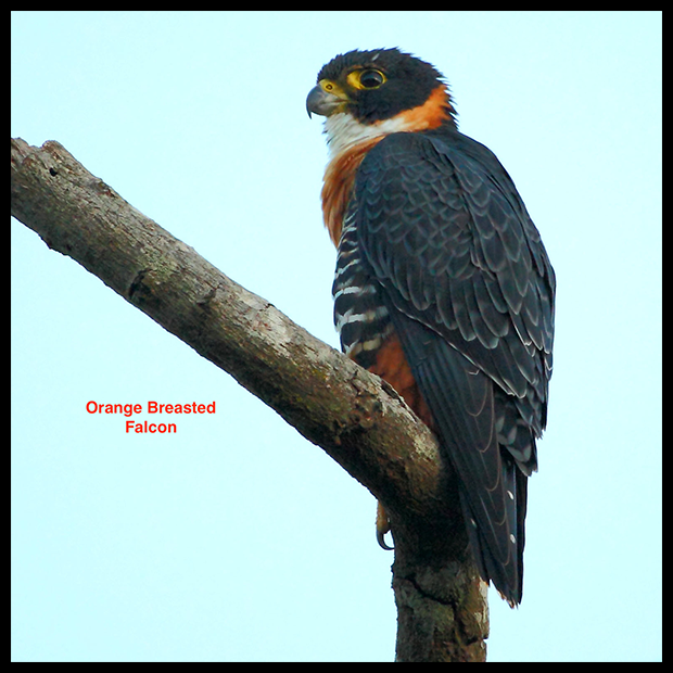 Falco Deiroleucus