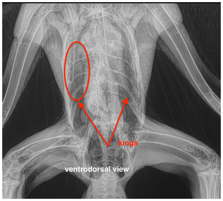 Radiographs Normal Clinical Avian Pathology Services