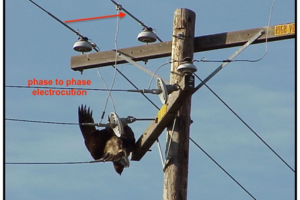 Electrocution in Raptors