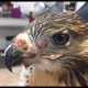 Avian Pox
